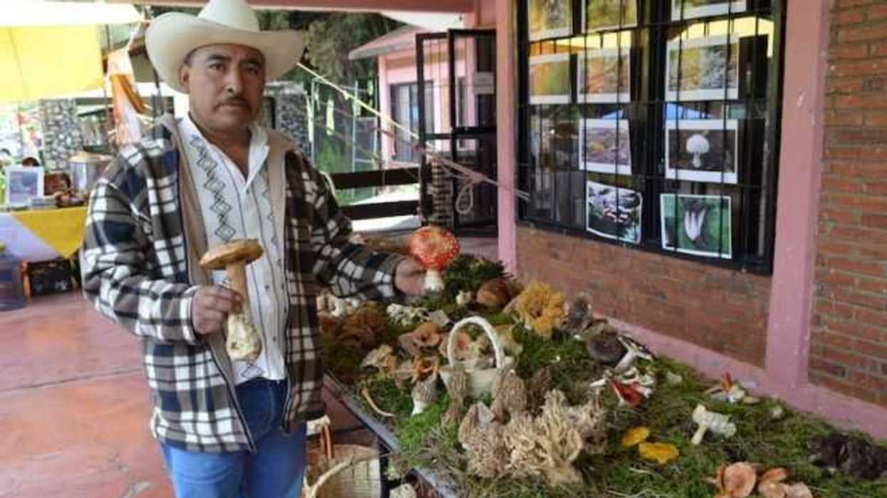recoleccion-de-hongos-silvestres-una-tradicion-ancestral-tlahuica4.jpg