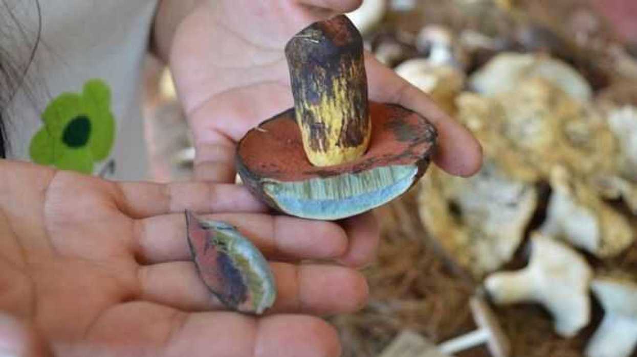Recolección de hongos silvestres
