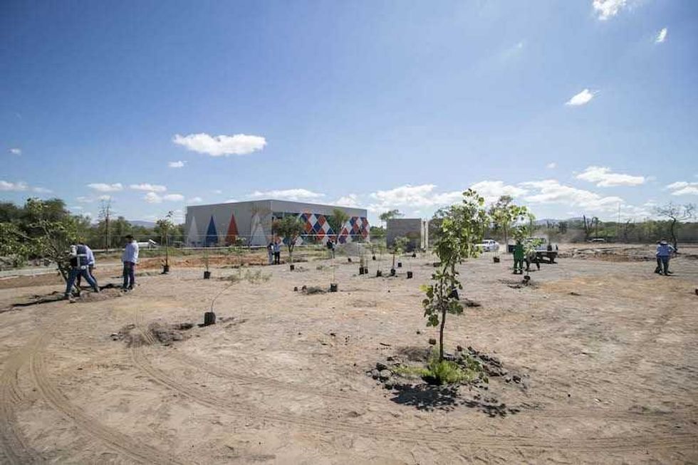 Reforestación en día mundial del medio ambiente