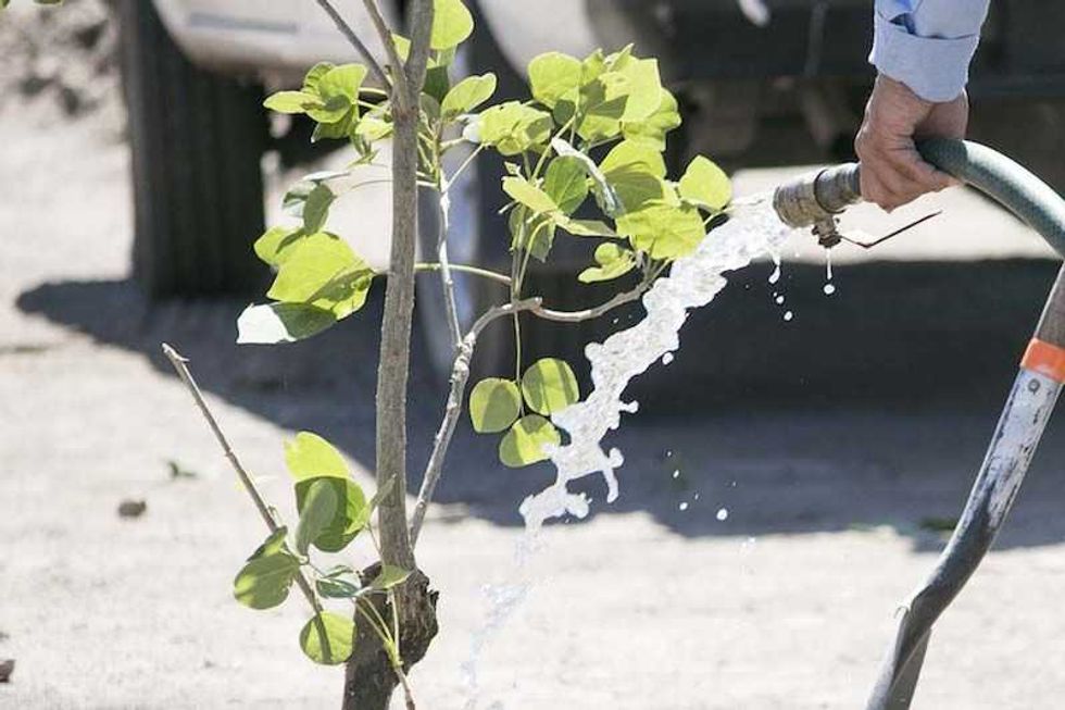 Reforestación en día mundial del medio ambiente
