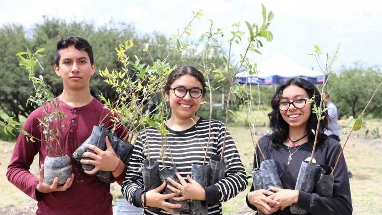 Reforestan más de 60 árboles en la UTEQ.