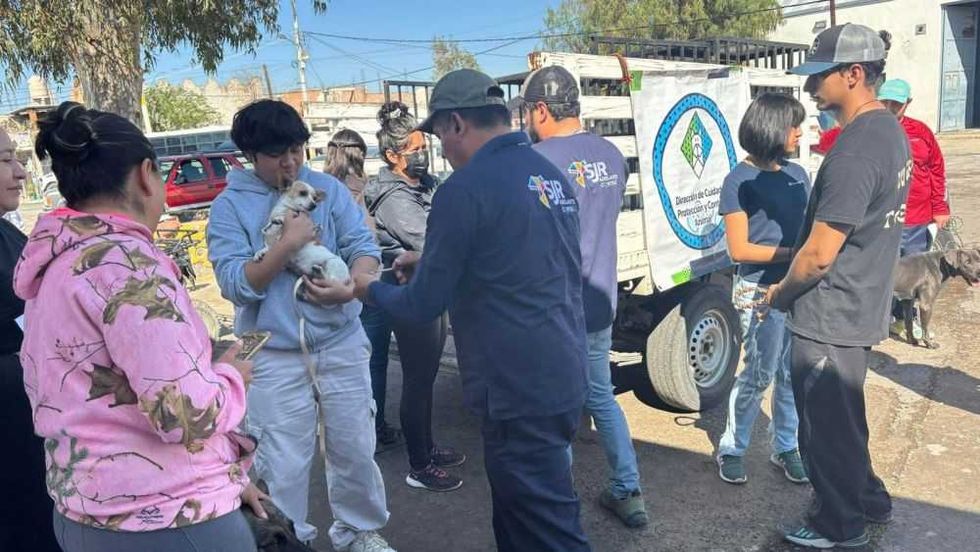Refuerzan campañas de vacunación y esterilización en San Juan del Río.
