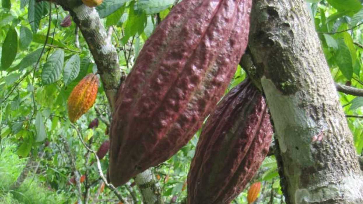 Regiomontanos hacen apuesta de negocios con cacao en Chiapas. NOTIMEX
