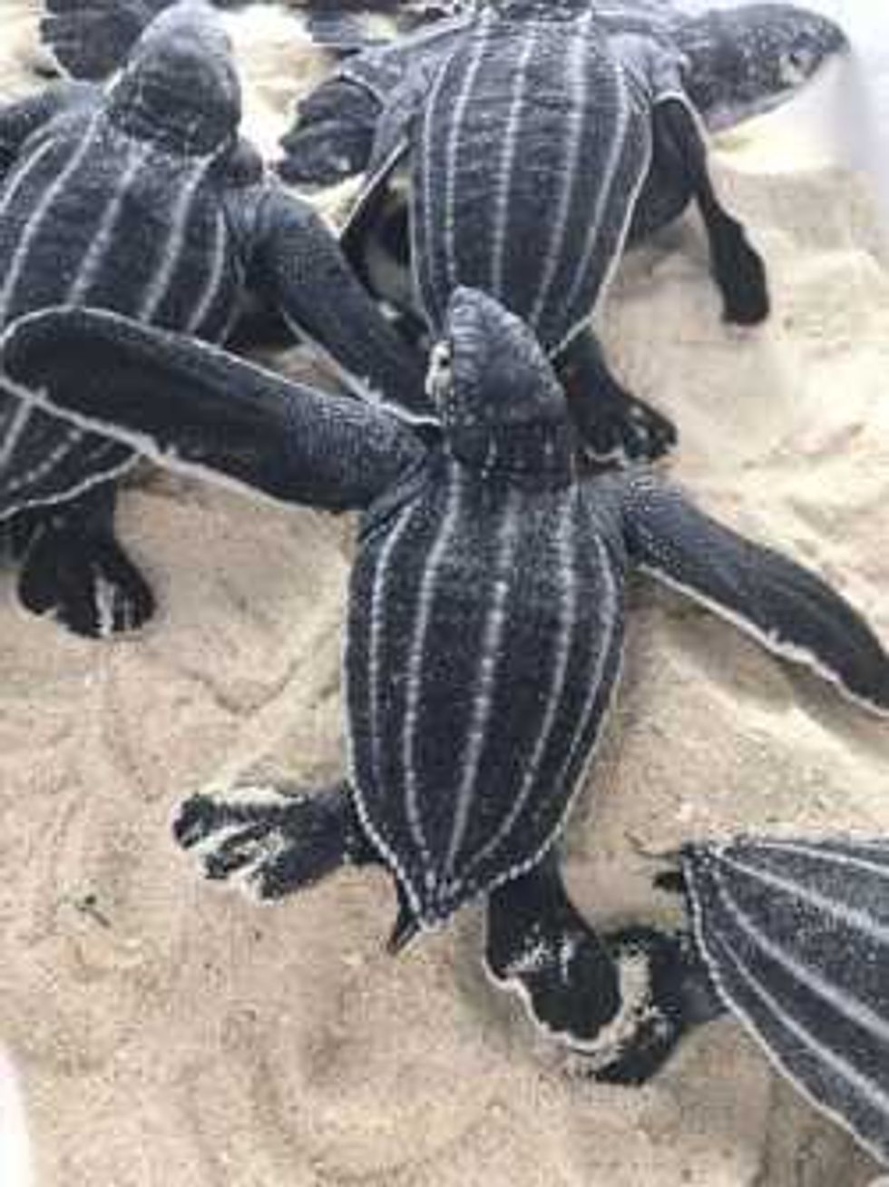 registran cerca cuatro mil nidos tortuga 2