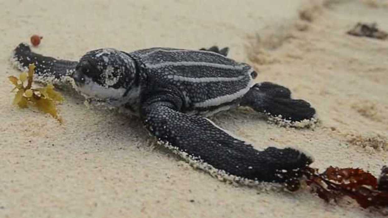 registran-cerca-cuatro-mil-nidos-tortuga