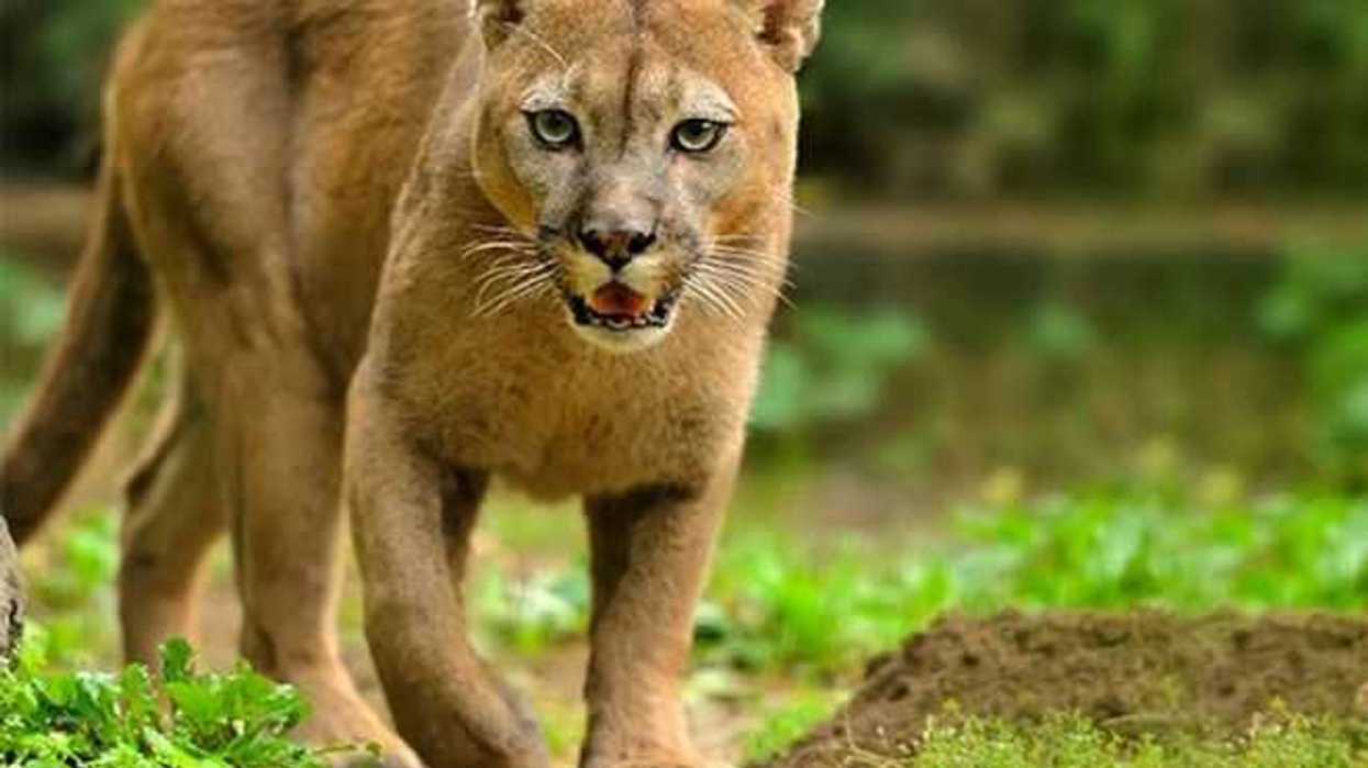 regresa-un-puma-adulto-a-su-habitat