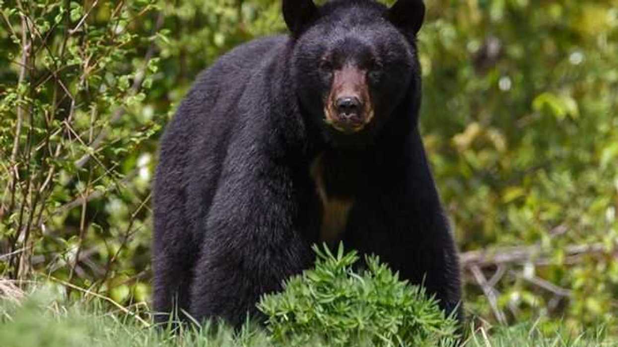 regresan-a-su-habitat-a-oso-negro