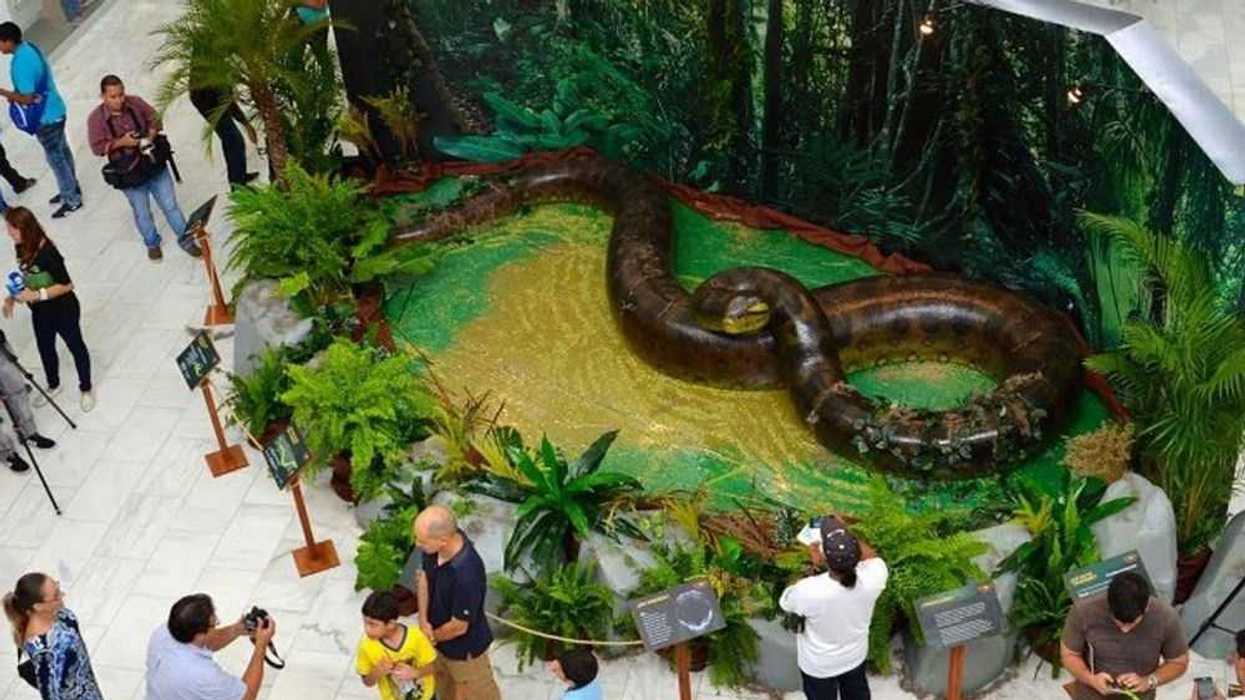 Réplica de Tinanoboa.
