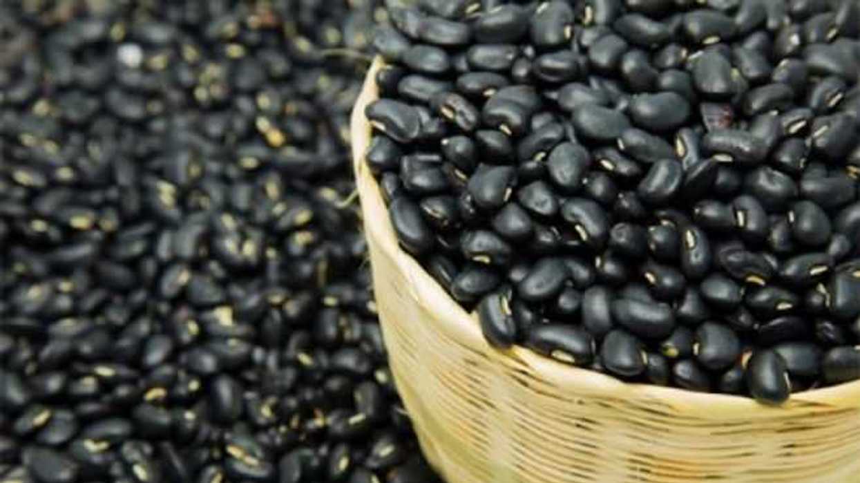 Reporta INEGI estancamiento de 15 años en la producción de frijol y trigo en México.