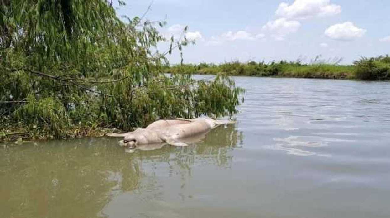 reportan-sin-nuevos-fallecimientos-de-manaties-en-tabasco