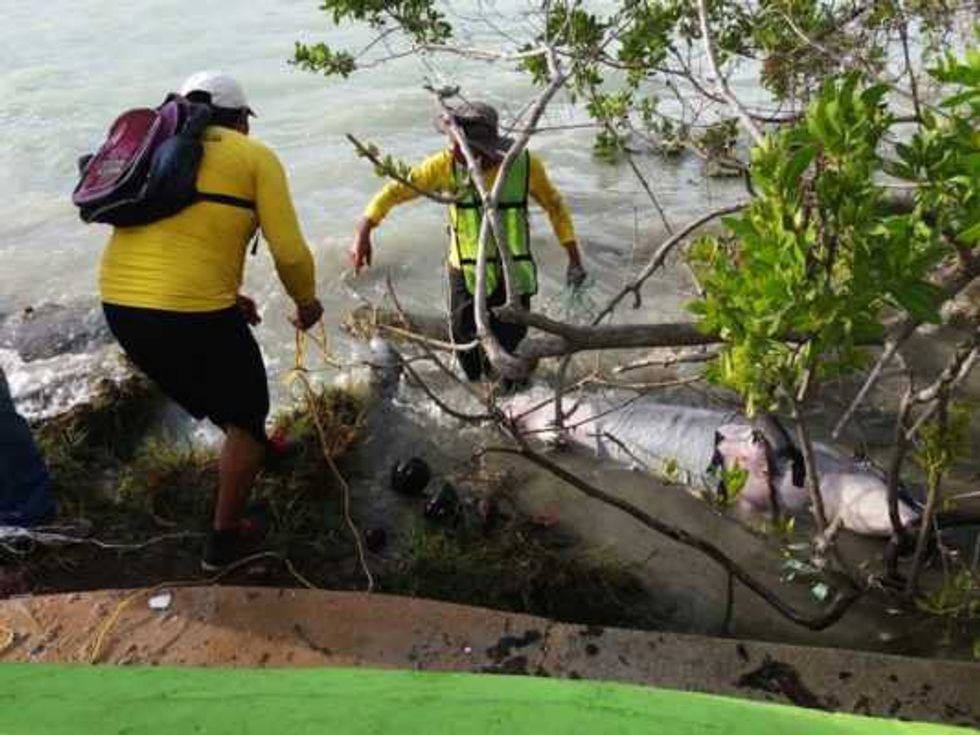reportan varamiento delfin en bahia chetumal