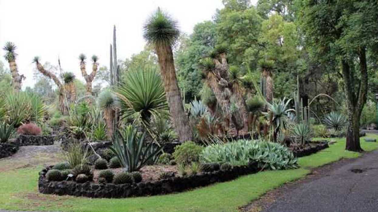 resaltan-labor-de-jardin-botanico-de-unam-por-preservar-biodiversidad