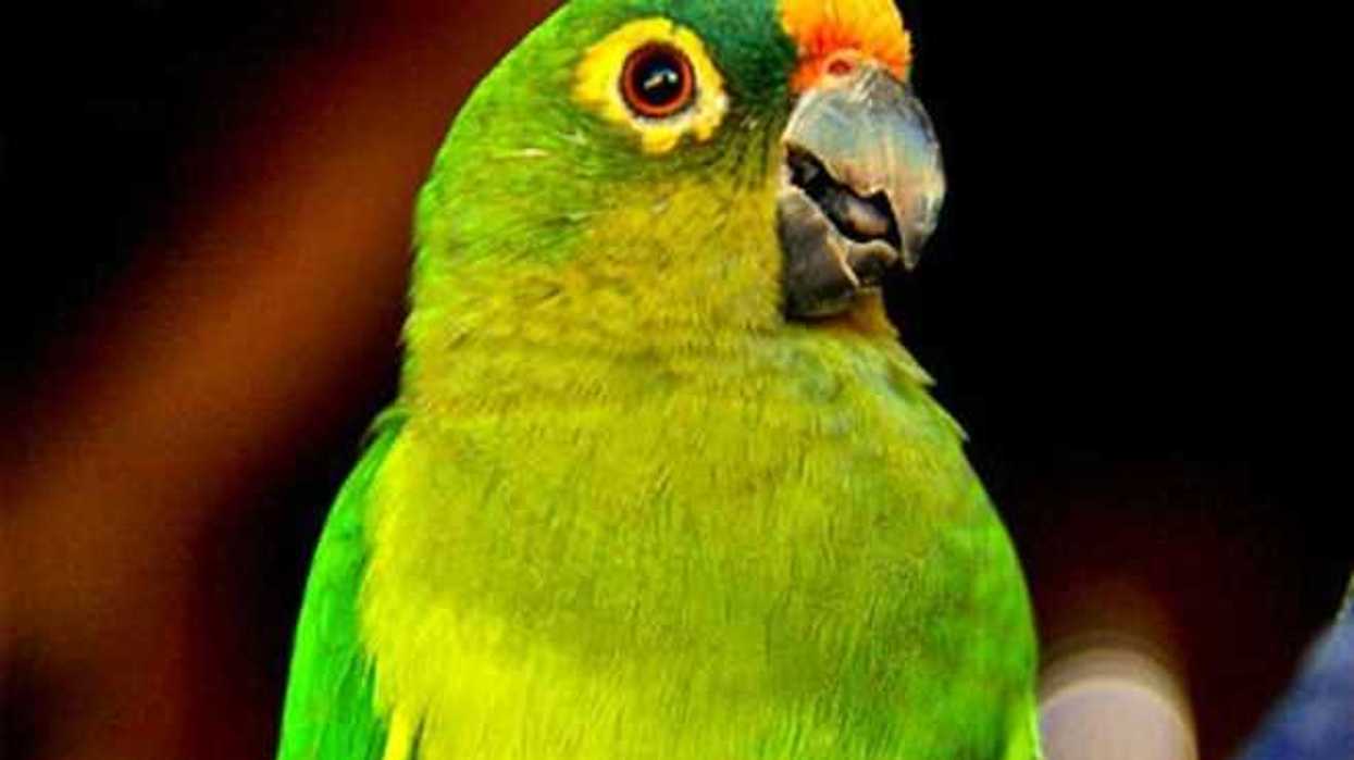 rescatan-de-mercado-sonora-decenas-de-especies-animales-protegidas