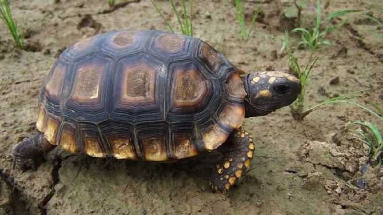 rescatan-en-colombia-aproximadamente-60-tortugas-amazonicas