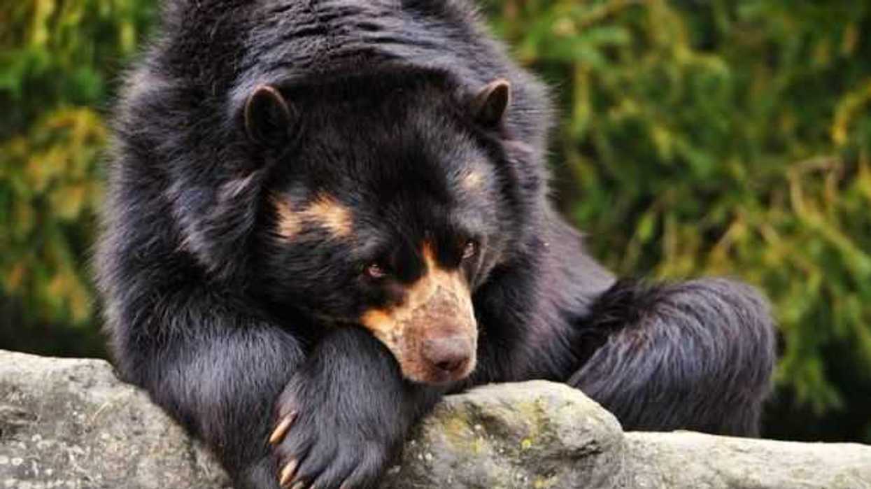 rescatan-oso-negro-en-parque-ecologico-la-estanzuela-en-monterrey