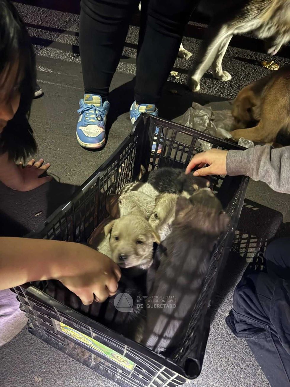 Rescatistas atienden incendio en recicladora de la carretera 111 en Quer\u00e9taro y rescatan a siete perros del predio siniestrado