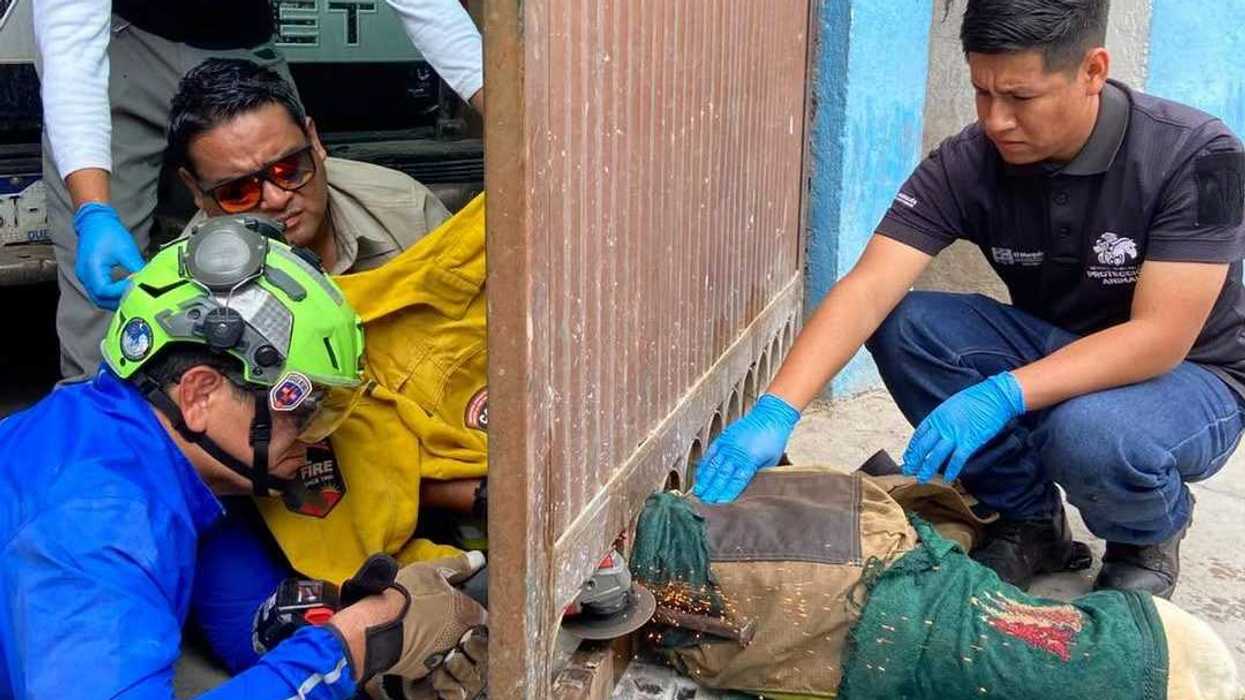 Rescatistas cortan con esmeriladora la parte inferior de un portón en Amazcala, El Marqués, para liberar a un perro cubierto con una manta protectora.
