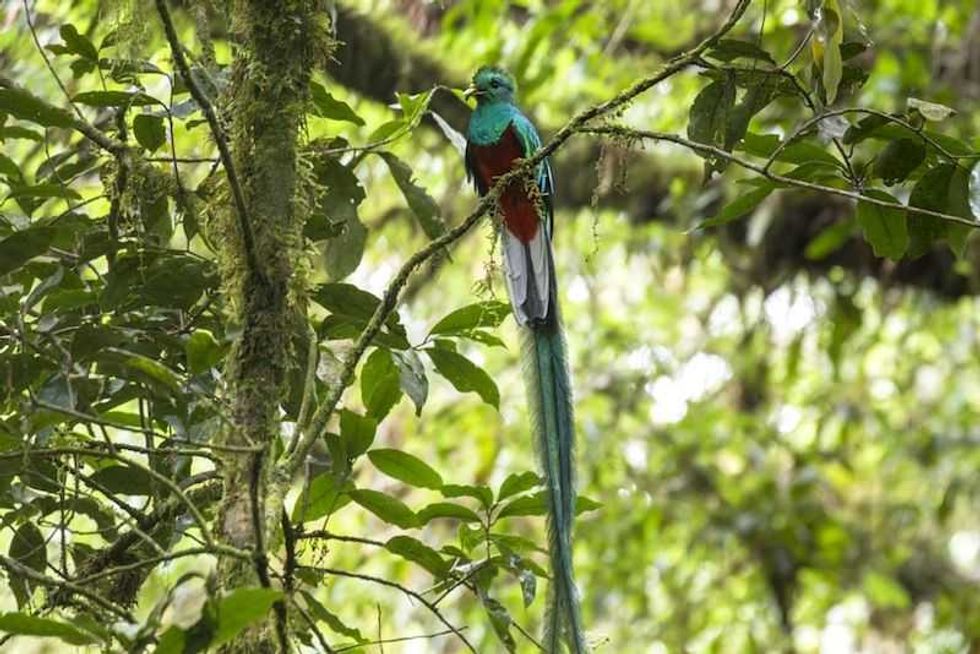 reserva de la biosfera el triunfo paraiso chiapaneco entre la niebla 4