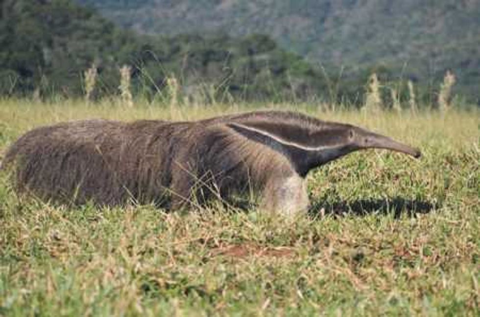 reserva-del-pantana-brasil_10