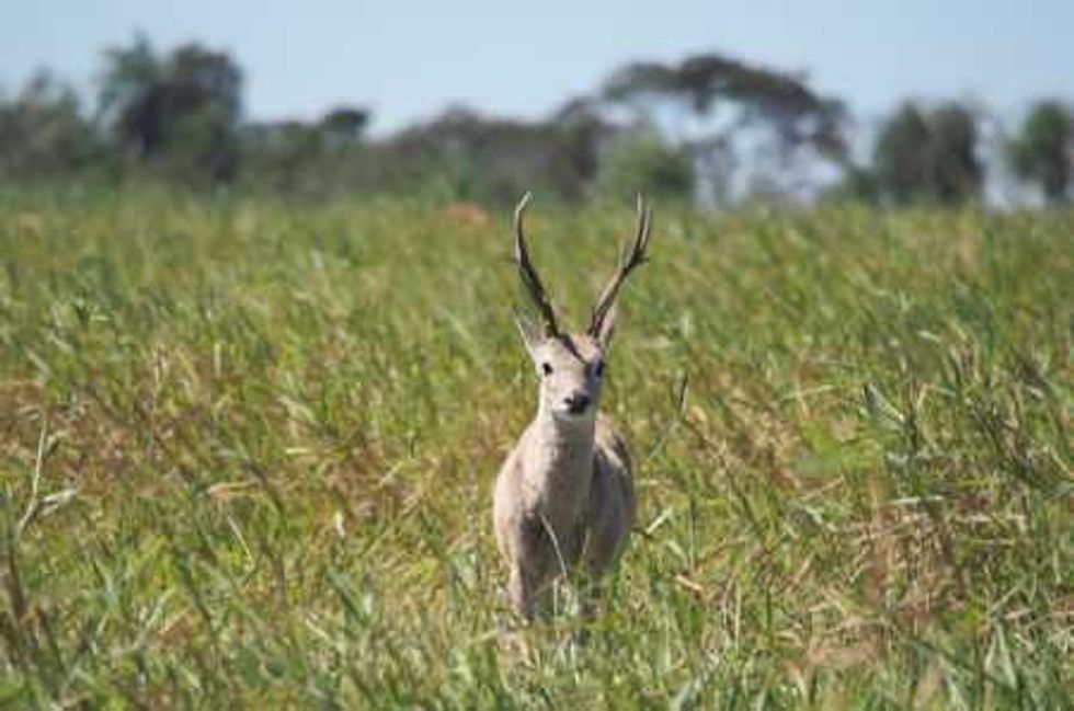reserva-del-pantana-brasil_12