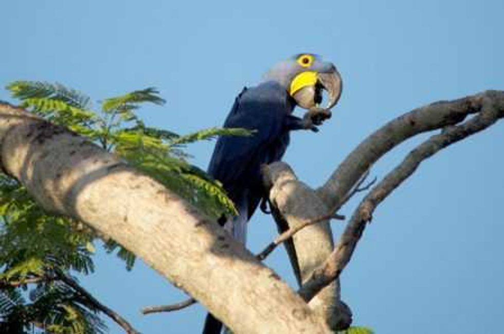 reserva-del-pantana-brasil_15