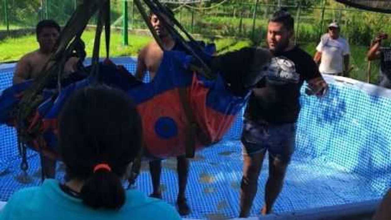 reubican-primer-ejemplar-de-manati-rescatado-del-rio-bitzal-en-tabasco