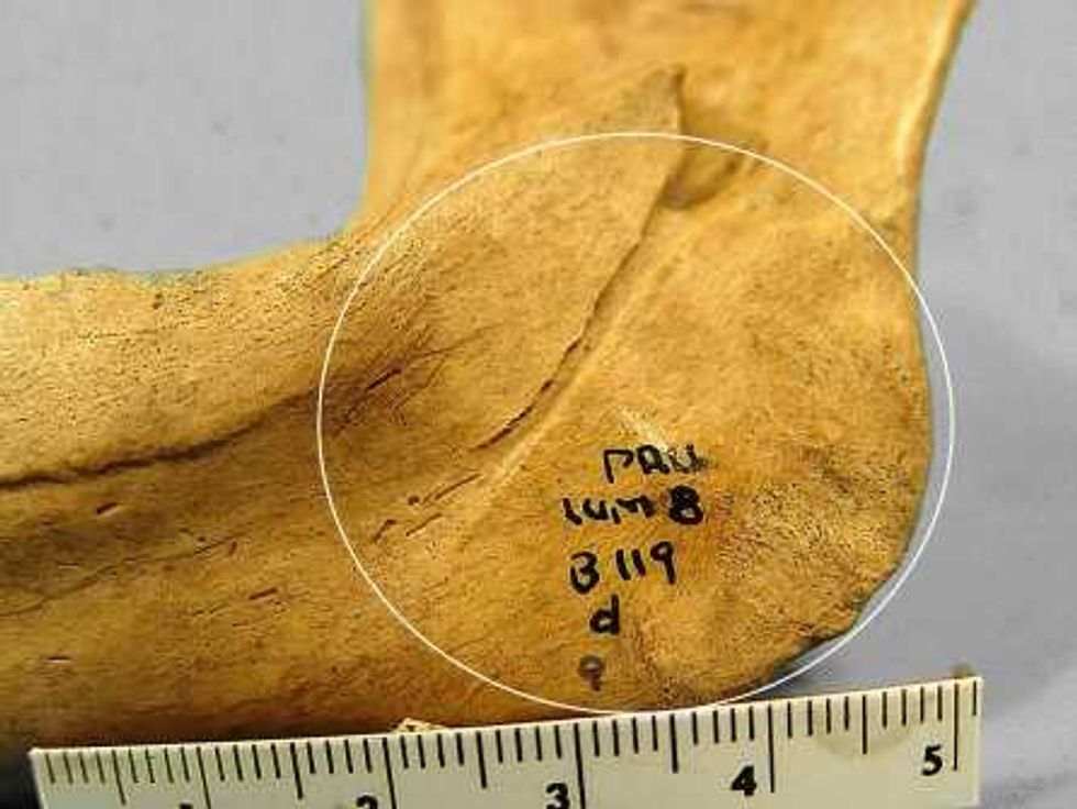 REVELACIÓN DE INVESTIGADORES
