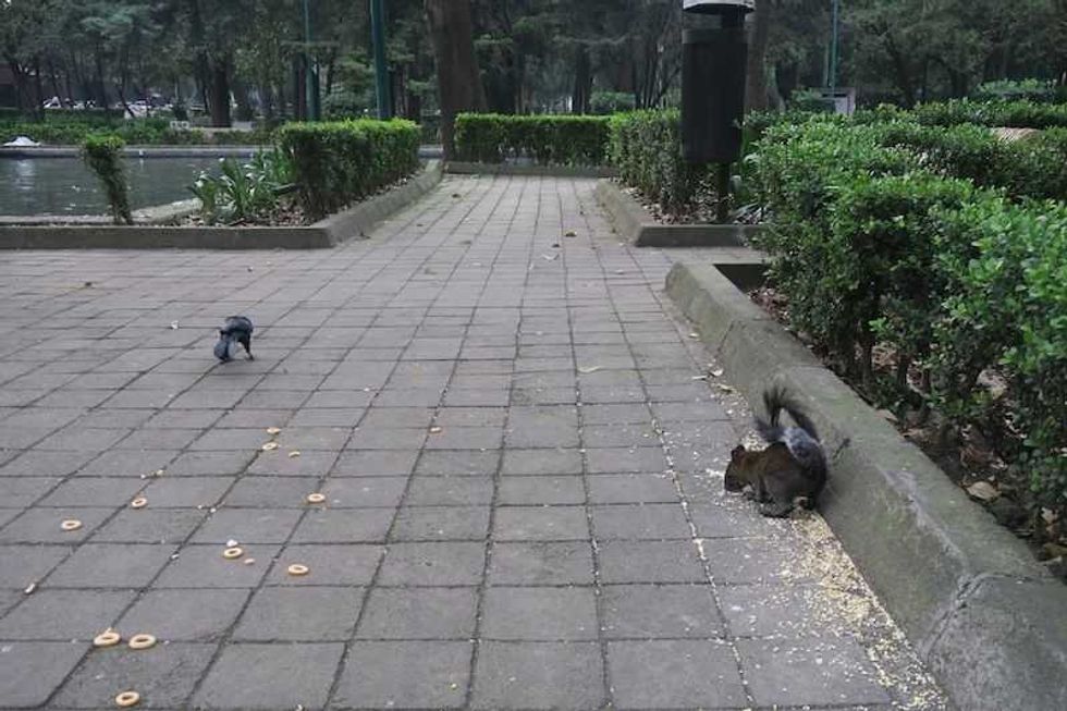 roedores en la ciudad vecinos incomodos 1