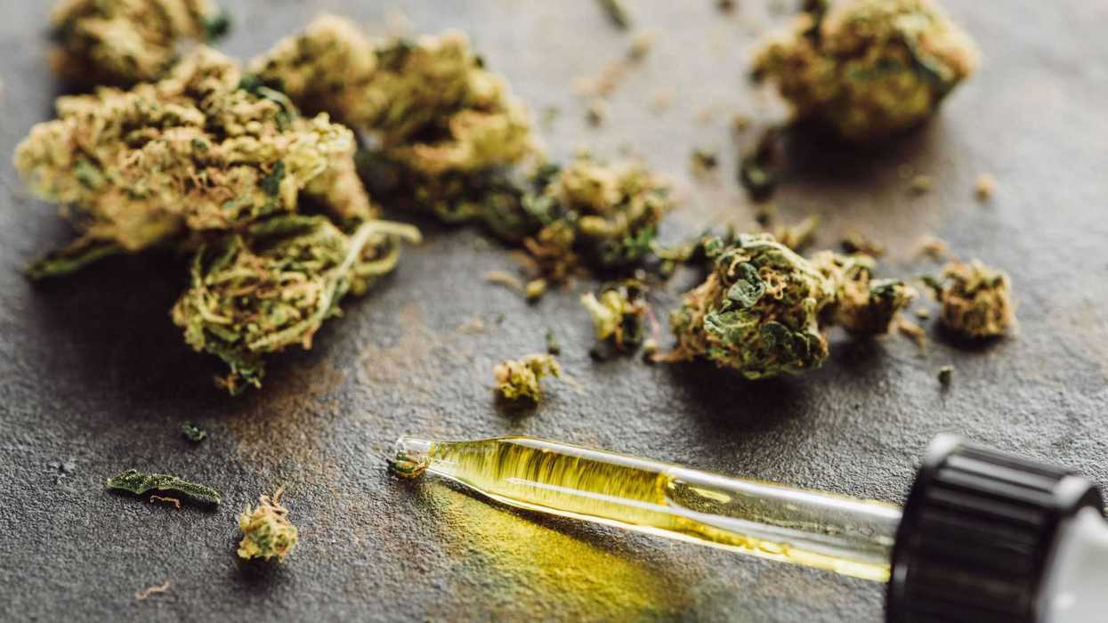 Rompiendo paradigmas, apuestan por siembra y cosecha de cannabis medicinal.