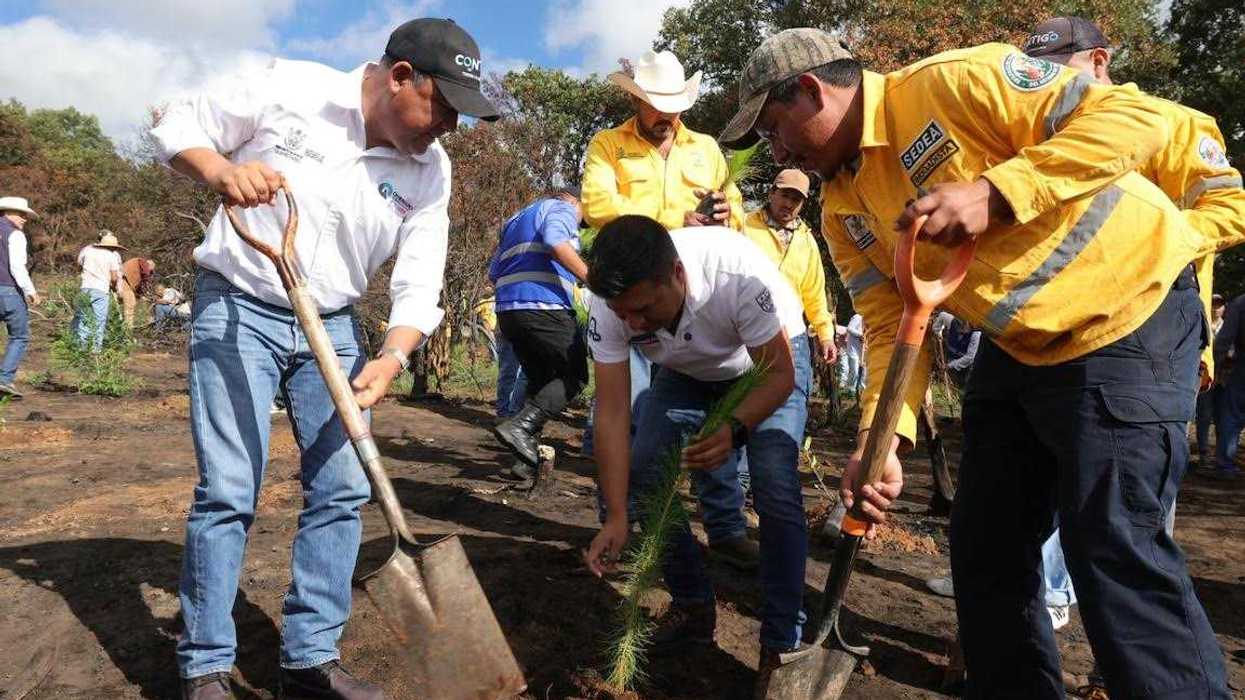 Rosendo Anaya y participantes voluntarios durante jornada de siembra de árboles endémicos en Huimilpan.