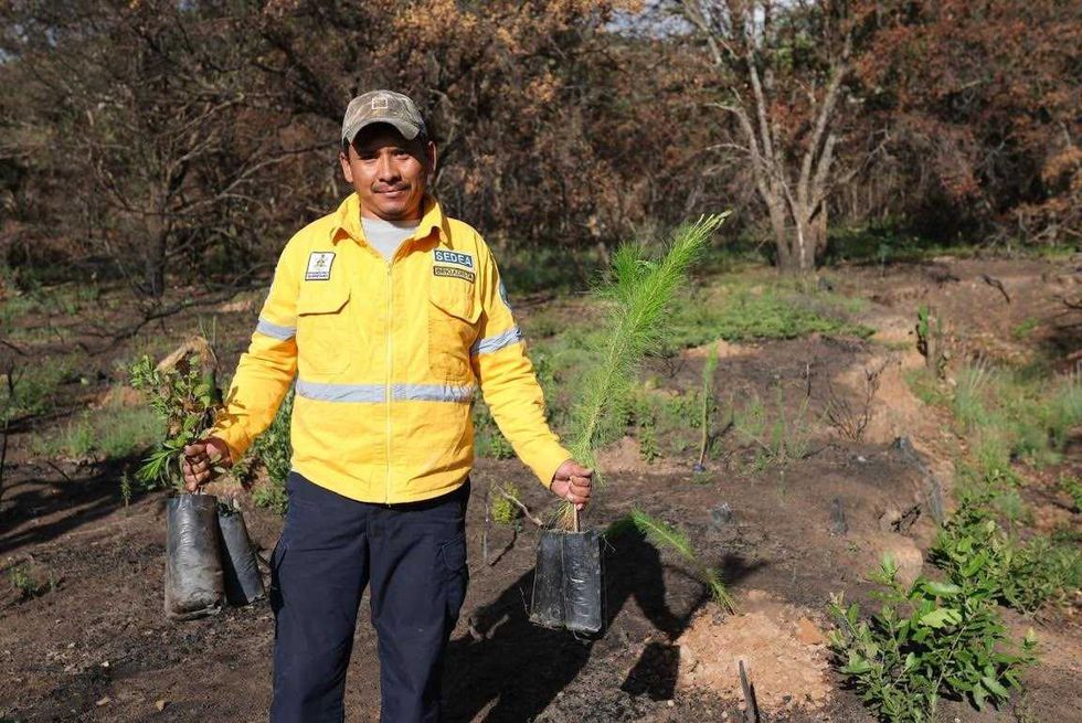 Rosendo Anaya y participantes voluntarios durante jornada de siembra de \u00e1rboles end\u00e9micos en Huimilpan.