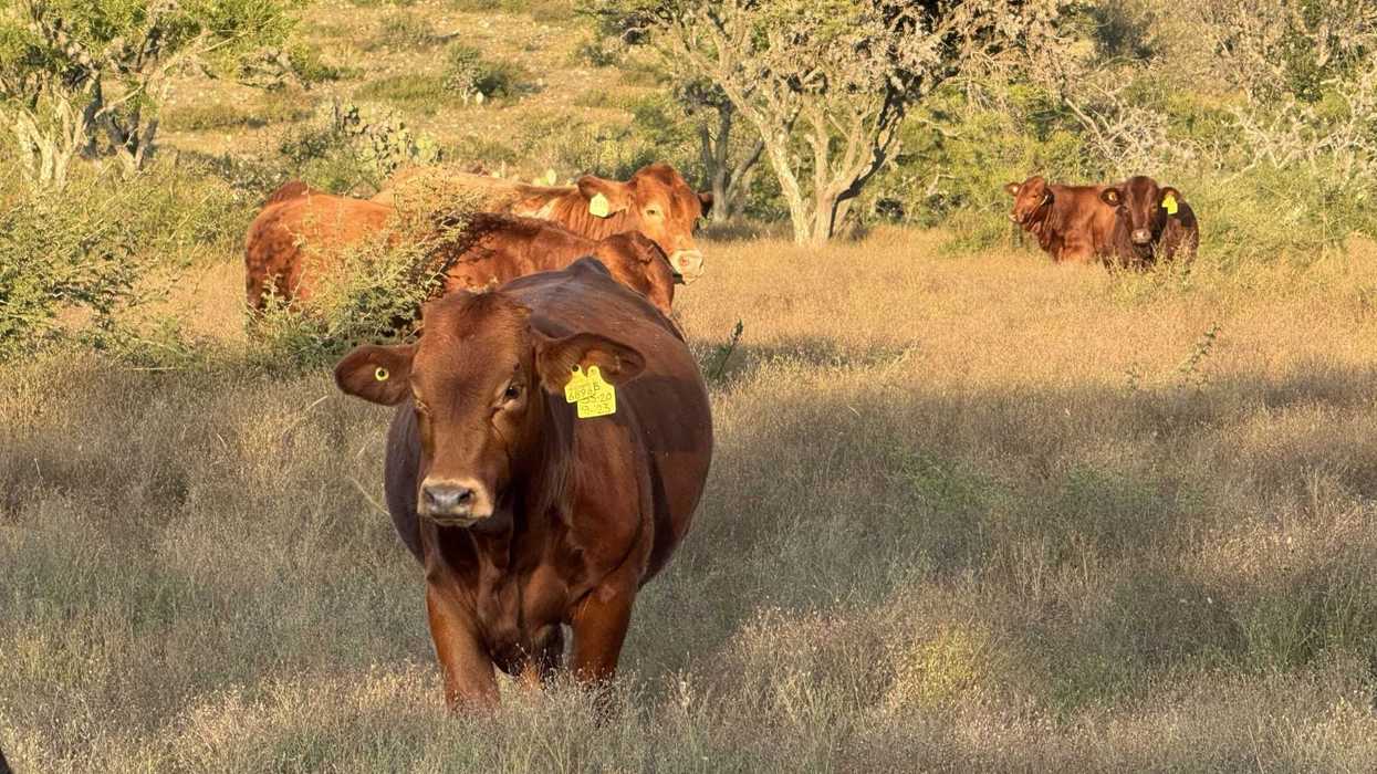 San Juan del Río espera beneficiar a 300 productores con el programa municipalizado.
