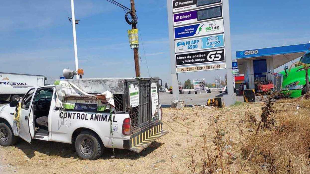 San Juan del Río procesa 53 casos de maltrato animal en 20 meses.