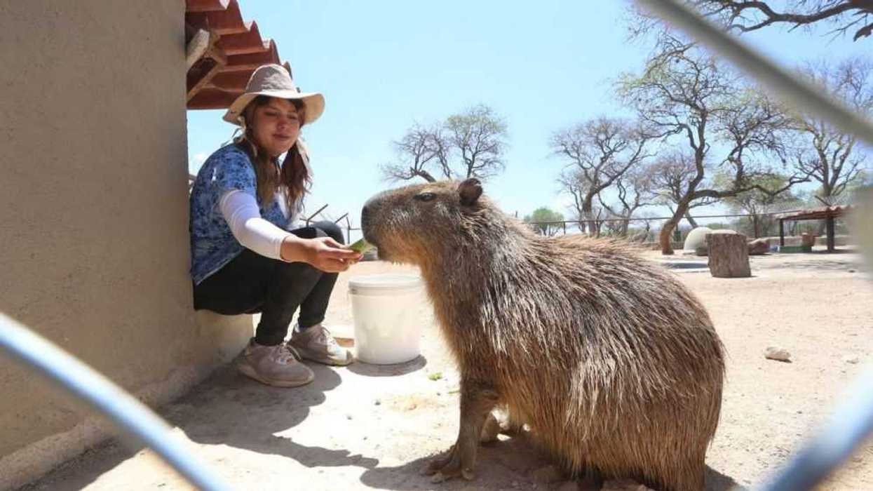 Santuaai, el Santuario que Protege la Fauna Silvestre.