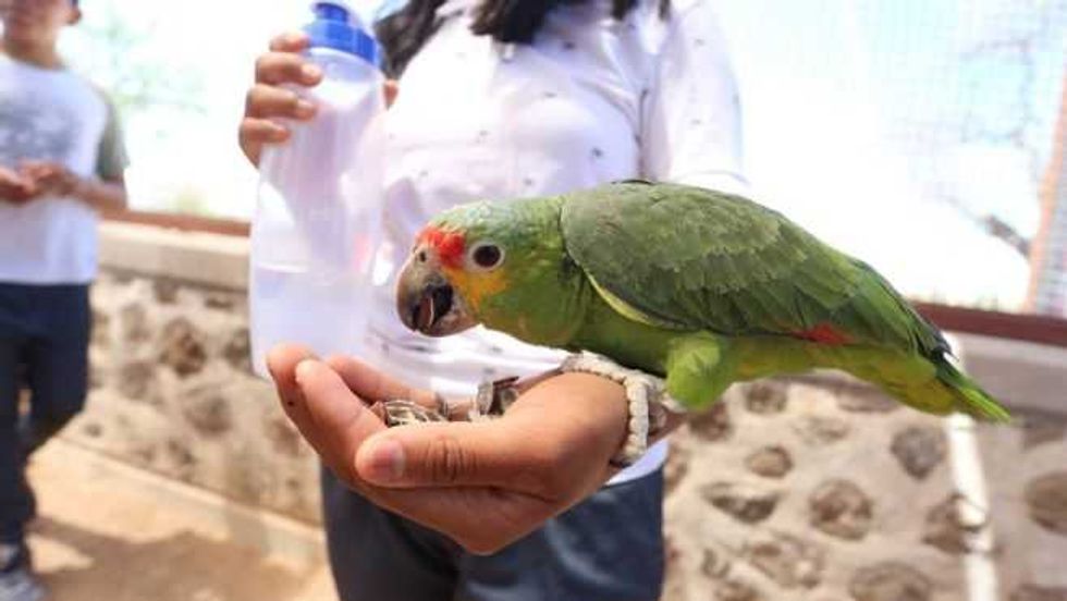 Santuaai, el Santuario que Protege la Fauna Silvestre.