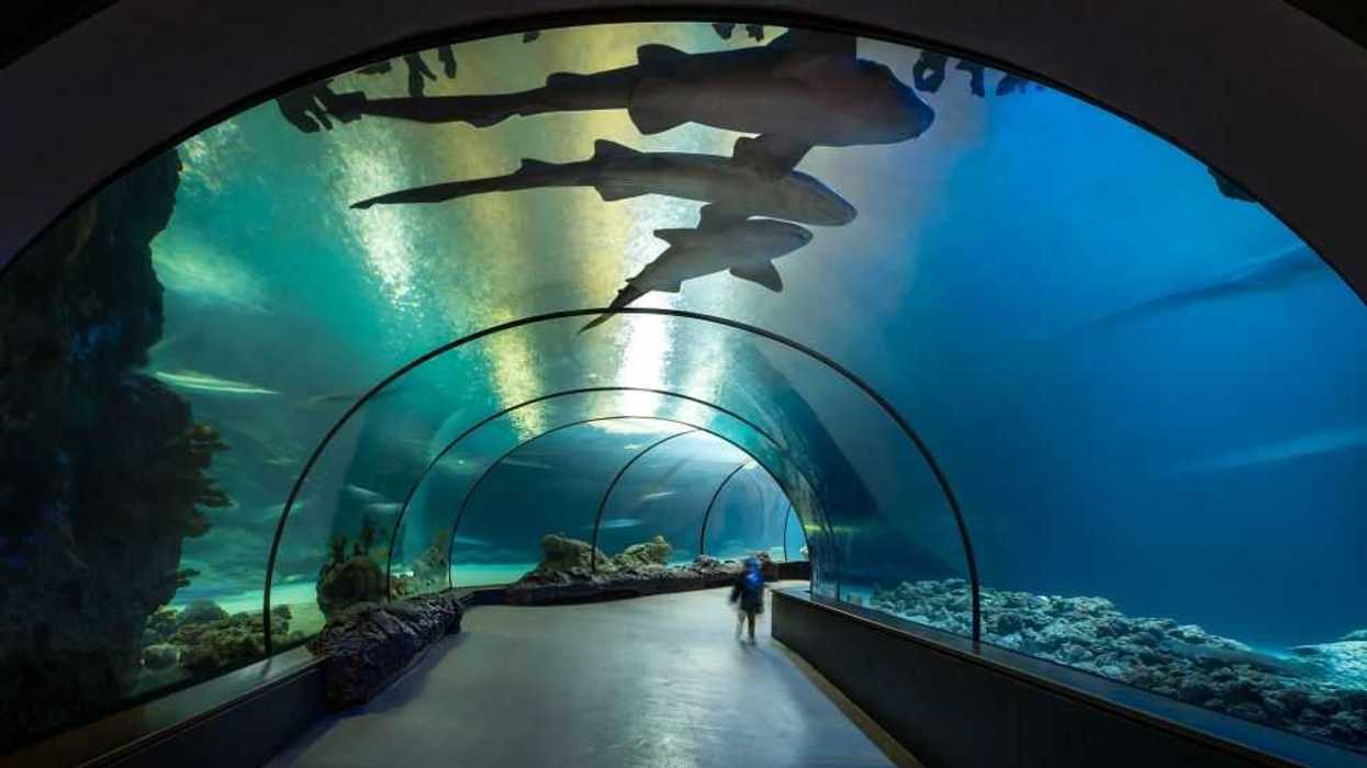 Sealand León: El acuario del Bajío se transforma en un extraordinario paraíso acuático". Depositphotos.