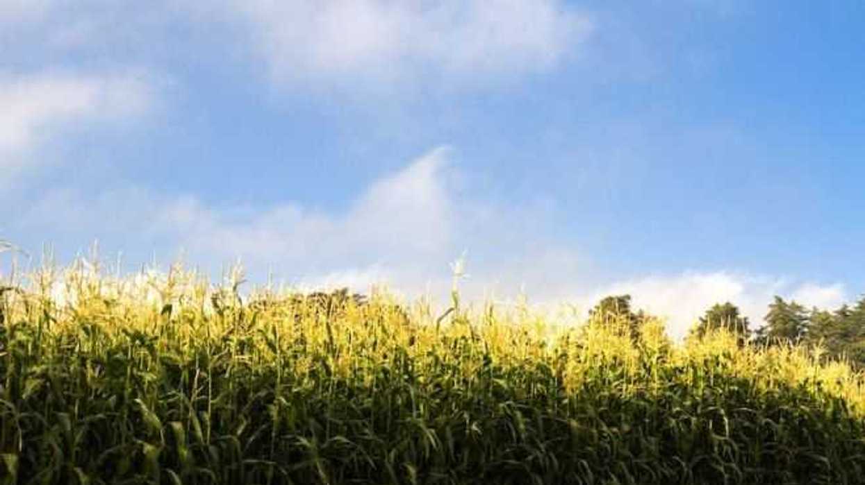 sector-pesquero-agropecuario-estimulos-fiscales-gasolina-diesel