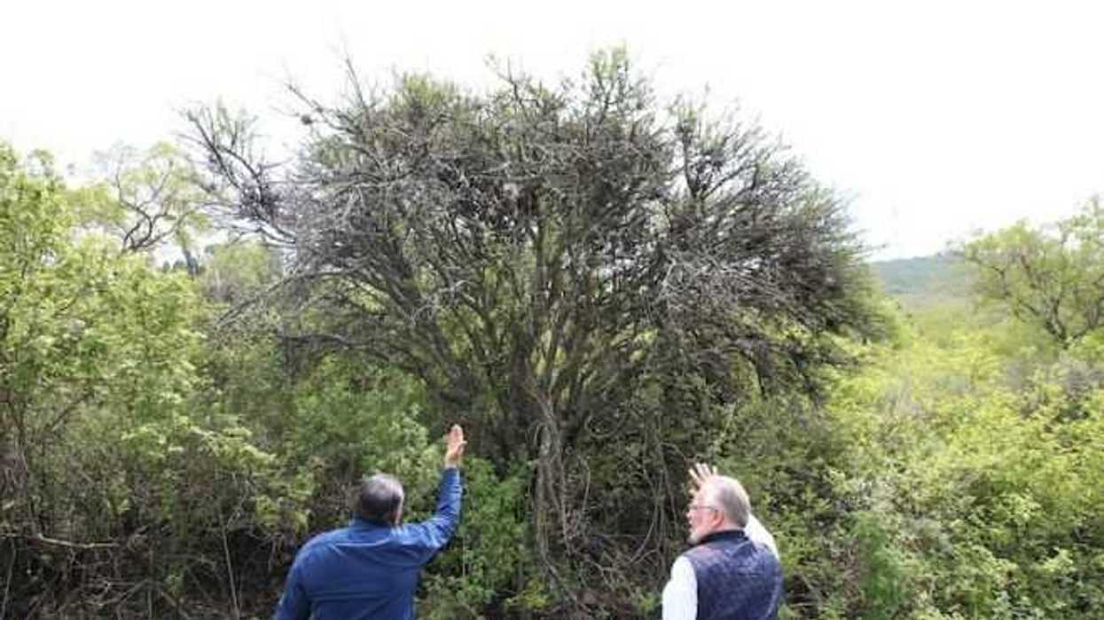 sedea-lleva-a-cabo-acciones-de-sanidad-forestal-en-queretaro-1