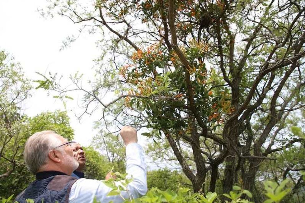sedea lleva a cabo acciones de sanidad forestal en queretaro 5