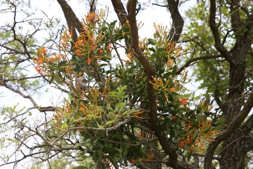 sedea lleva a cabo acciones de sanidad forestal en queretaro