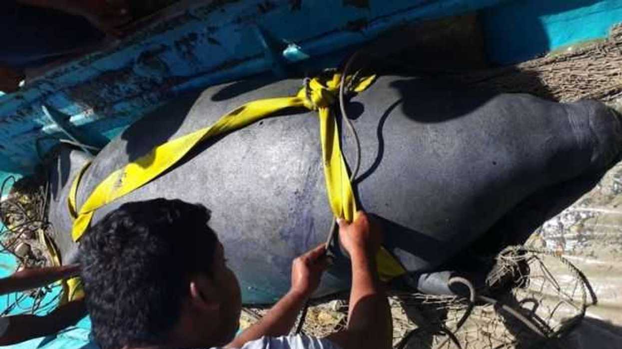 semarnat-ampliara-investigacion-sobre-muerte-de-manaties-en-tabasco