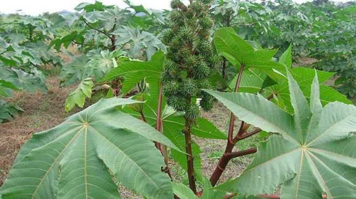 semillas-de-higuerilla-oportunidad-para-expandir-el-mercado-agricola