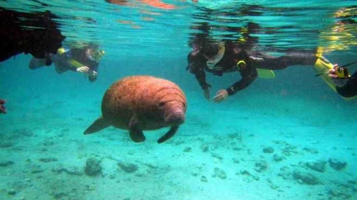 serias-amenazas-enfrentan-manaties-y-manglares-en-florida