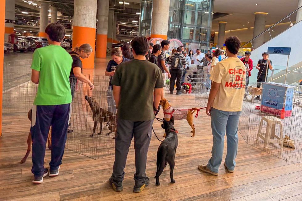 Sesi\u00f3n del Consejo Ciudadano Tem\u00e1tico de Bienestar Animal del municipio de Quer\u00e9taro