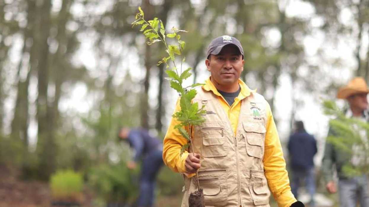 Siembran 23 mil árboles en Amealco por el Día Nacional del Árbol.