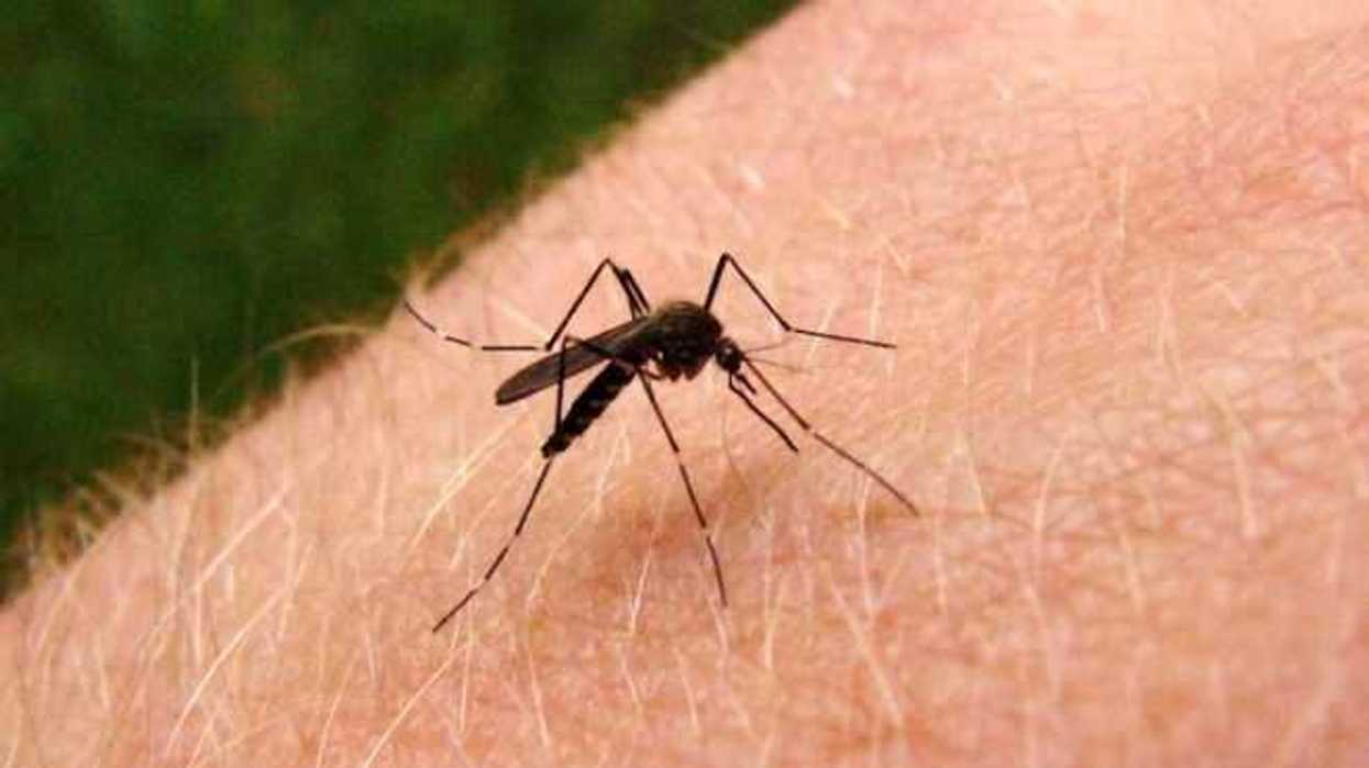 sugieren-prevenir-picadura-de-mosquito-transmisor-de-dengue-y-zika
