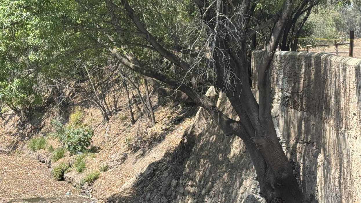 Taludes del río San Juan en San Juan del Río Querétaro con árboles cuyas raíces debilitan la estructura del cauce según Conagua Distrito de Riego 023