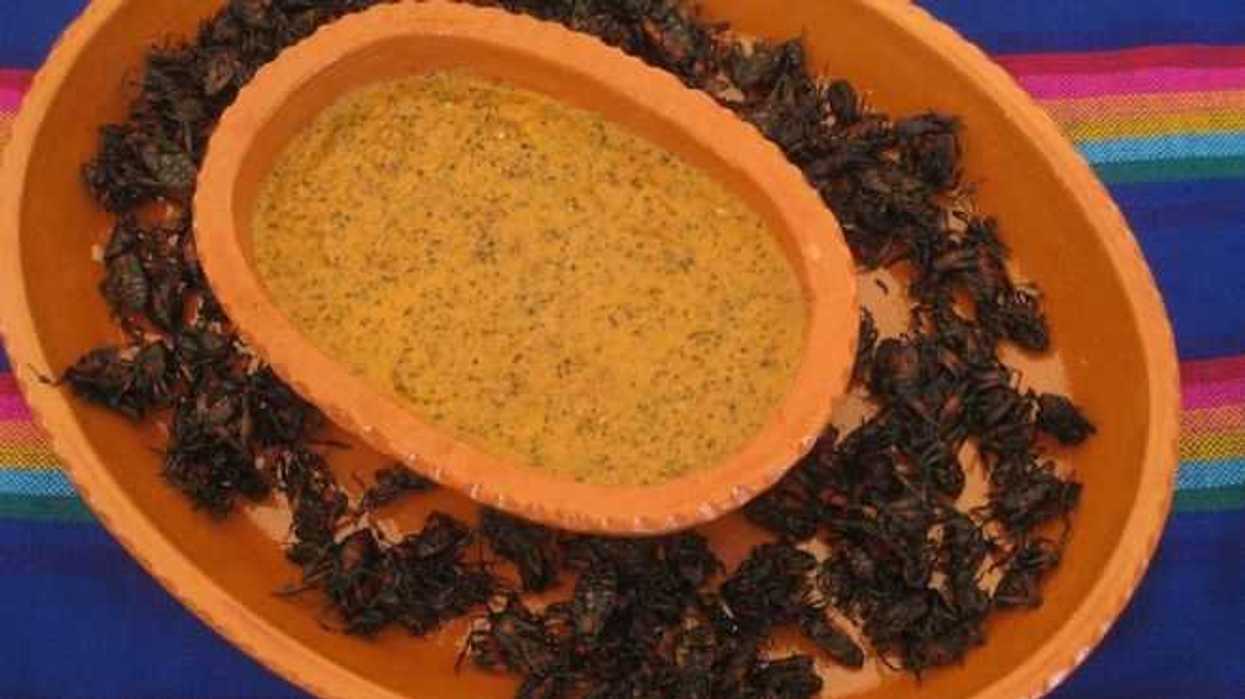 Tantarria es un insecto que por cientos de años ha sido un ingrediente exótico esencial de la gastronomía del semidesierto queretano. NOTIMEX