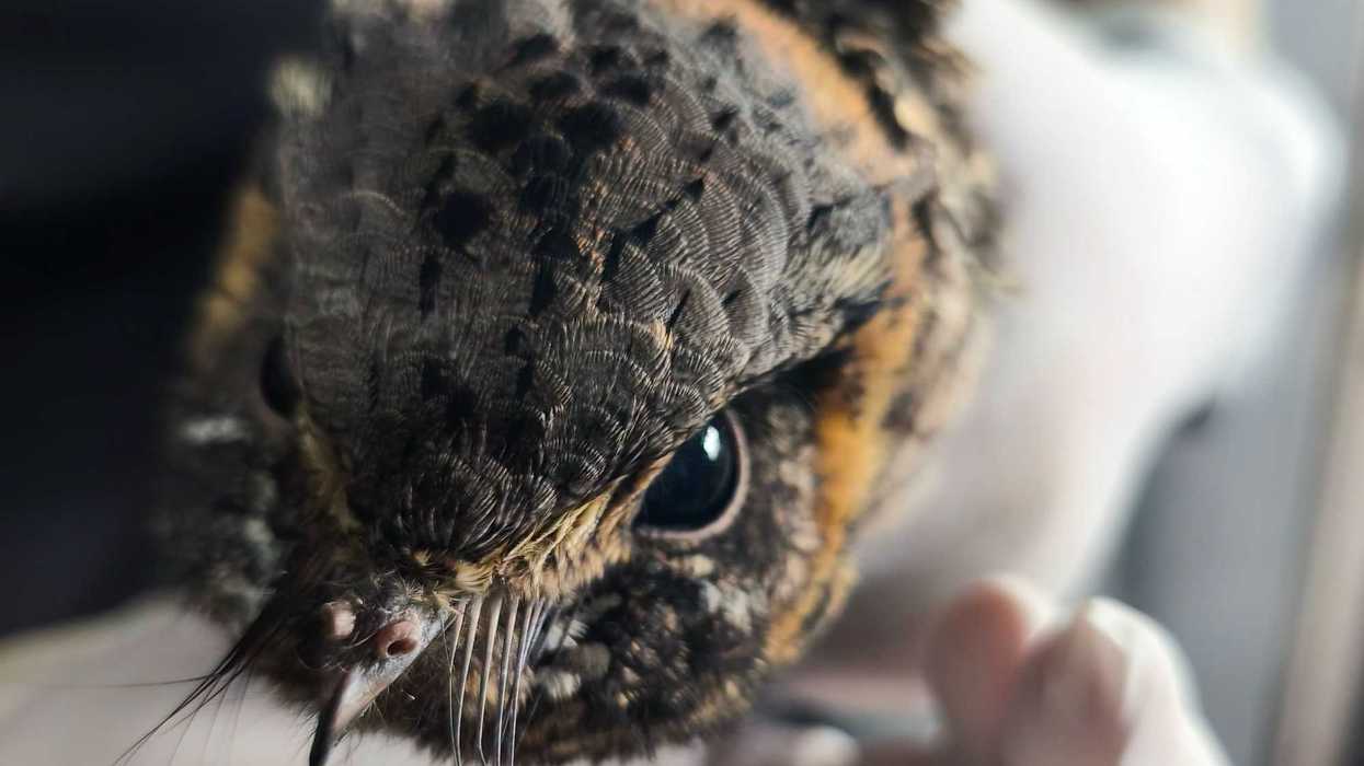 Tapacaminos tucuchillo de plumaje pardo jaspeado y collar ocre en la nuca, sostenido con guantes de látex durante su atención en San Juan del Río, con una jeringa graduada en primer plano.