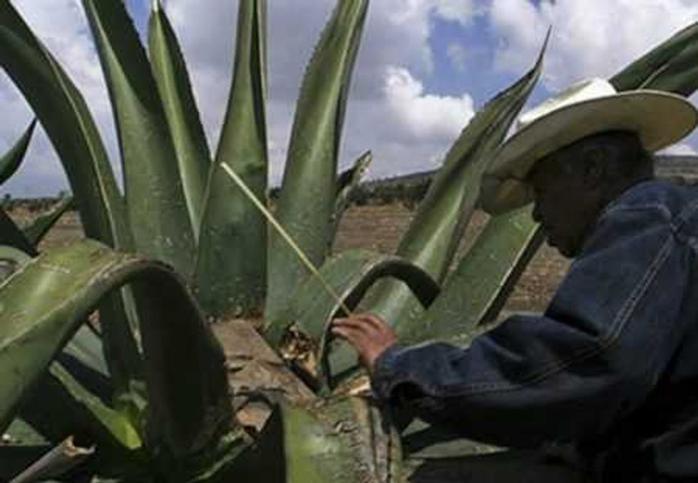 tarimbaro capital michoacana del pulque 4
